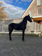 Fries merrie veulen, Merrie, Minder dan 160 cm, Gechipt, Niet van toepassing