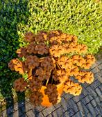 Roest bloem bereklauw op tuinsteker diameter 35 cm., Ophalen of Verzenden, Nieuw