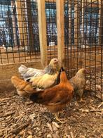 Plymouth rock kriel kippen | Jong volwassen | Passend advies, Vrouwelijk, Kip
