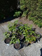 Notenboom, walnotenboom, juglans regia, okkernoot, Tuin en Terras, Planten | Bomen, Overige soorten, Minder dan 100 cm, Ophalen