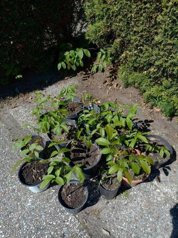 Notenboom, walnotenboom, juglans regia, okkernoot  beschikbaar voor biedingen
