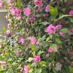 Blauwe hibiscus,als je m kalk geeft roze,20 zaden, Verzenden, Zomer, Overige soorten, Halfschaduw