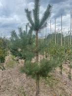 Pinus sylvestris of pinus nigra, Volle zon, Bloeit niet, 100 tot 250 cm, Overige soorten