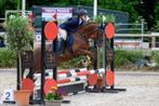 🤩 Brave en super knappe allround C-pony, Dieren en Toebehoren, Pony's, Merrie, M, C pony (1.27m tot 1.37m), 11 jaar of ouder