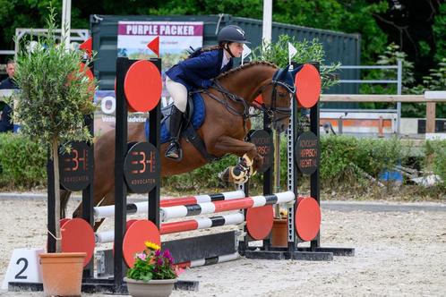 🤩 Brave en super knappe allround C-pony, Dieren en Toebehoren, Pony's, Merrie, M, C pony (1.27m tot 1.37m), 11 jaar of ouder
