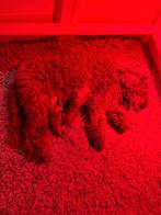 Toypoedel pups, Dieren en Toebehoren, Poedel, Reu, 8 tot 15 weken, Meerdere