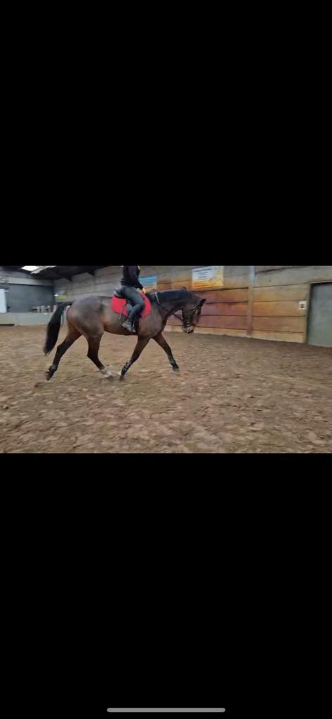 VANDAAG OP TE HALEN VOOR €4450, Dieren en Toebehoren, Paarden, Ruin, 3 tot 6 jaar, Dressuurpaard