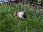 Cavia incl hok, Dieren en Toebehoren, Mannelijk, Cavia, Voor 1 juli 2024, Tam