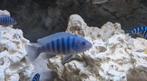 Malawi cichliden, Dieren en Toebehoren, Vissen | Aquariumvissen, Vis