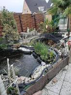 Diverse soorten koikarper  Maat 40/45 cm, Dieren en Toebehoren, Vissen | Vijvervissen, Karper of Koi