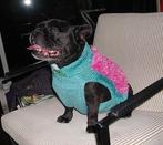 Hondentrui roze en blauw, Dieren en Toebehoren, Ophalen of Verzenden, Nieuw, Hondenjas