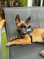 - JAX -      Mechelse x hollandse herder, Dieren en Toebehoren, Honden | Herdershonden en Veedrijvers, Parvo, Reu, 8 tot 15 weken