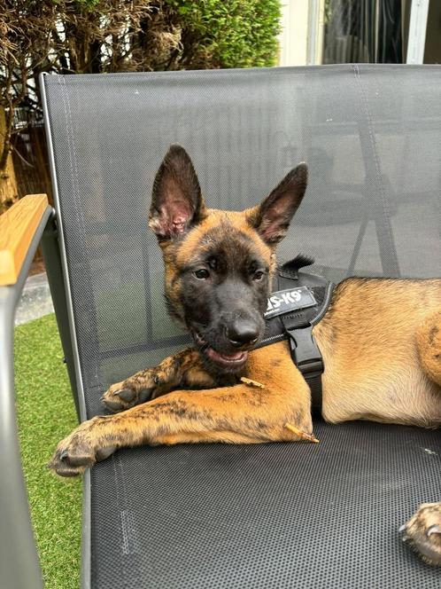 - JAX -      Mechelse x hollandse herder, Dieren en Toebehoren, Honden | Herdershonden en Veedrijvers, Reu, Herder, Particulier