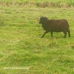 Quessant ram te huur, Dieren en Toebehoren, Schapen, Geiten en Varkens, Mannelijk, Schaap
