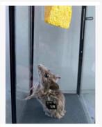 Echte opgezette muis op zoek naar kaas in vitrine 28 cm hoog, Ophalen of Verzenden, Nieuw, Overige soorten, Opgezet dier