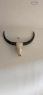 Schedel buffel. Echt, Ophalen of Verzenden, Zo goed als nieuw, Schedel