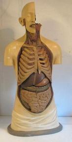 antieke anatomische buste torso model in gips Verbeke, Ophalen