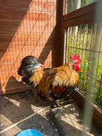 Krielhaan gratis ophalen, Mannelijk, Kip
