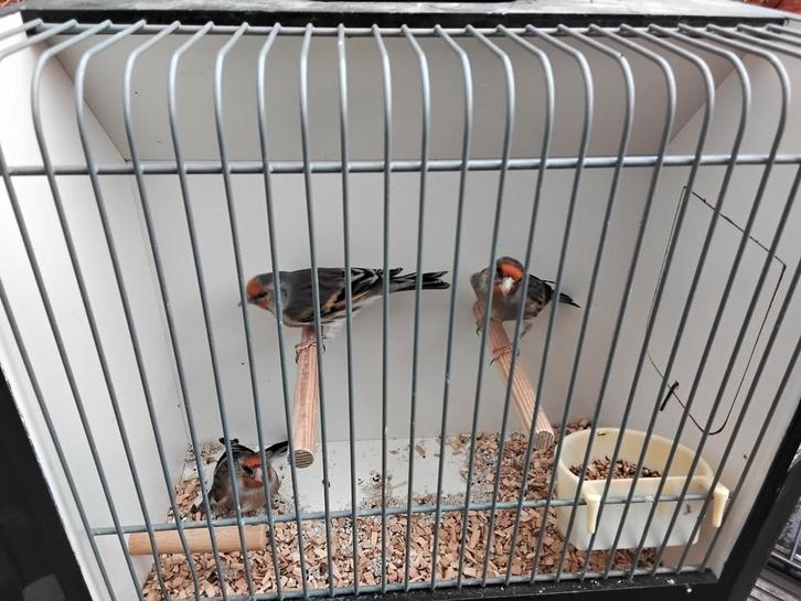 Putter x kanarie Kapoetsijsxkanarie, Dieren en Toebehoren, Vogels | Overige Vogels, Mannelijk