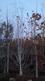 Betula ut jacquemontii, Tuin en Terras, Ophalen of Verzenden, Volle zon, Overige soorten