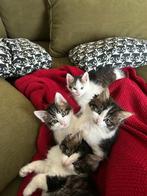 Ragdoll x Noorse Boskat/Britse Langhaar Kittens, Dieren en Toebehoren, Meerdere dieren, Ontwormd, 0 tot 2 jaar