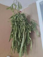Hangplant, Ophalen, Overige soorten, Minder dan 100 cm