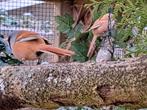 Jonge zelfstandige baardmannetjes 2025, Dieren en Toebehoren, Meerdere dieren, Wildzangvogel, Geringd
