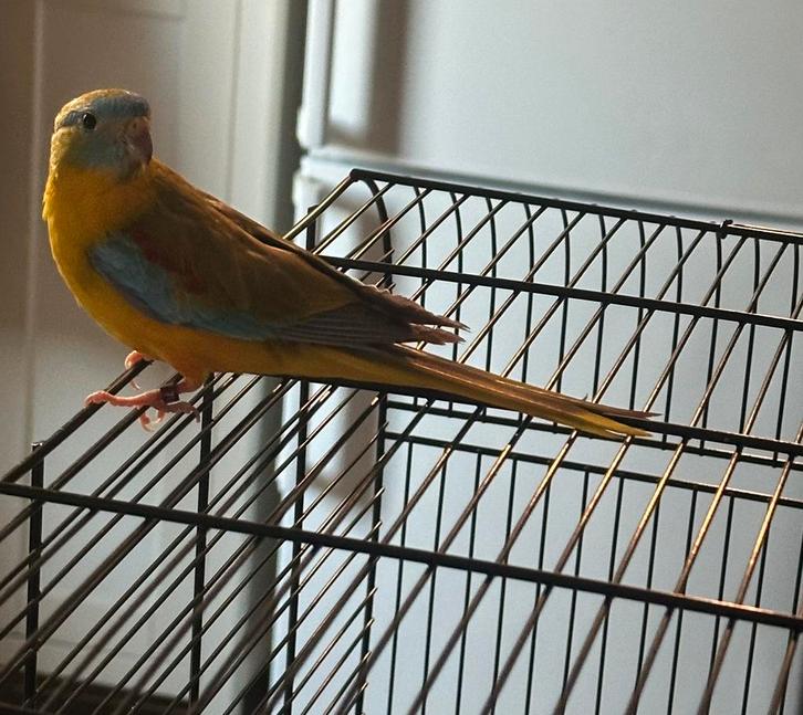 Turquoise parkiet, Dieren en Toebehoren, Vogels | Parkieten en Papegaaien, Parkiet, Mannelijk