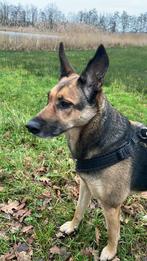 Honden oppas uitlaten, Dieren en Toebehoren, Ophalen