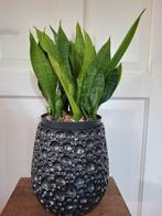 Mooie Sanseveria in pot, Ophalen, Overige soorten, In pot, Minder dan 100 cm