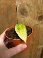 Alocasia platinum albo white wit mint variegata plant, Huis en Inrichting, Ophalen of Verzenden, Halfschaduw, Minder dan 100 cm