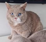 Brits korthaar lilac DBE, Kater, Gechipt, 0 tot 2 jaar