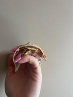 Wimpergekko man lilly white, Dieren en Toebehoren, Hagedis, Tam, 0 tot 2 jaar