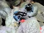 3x Grijspoot, Dieren en Toebehoren, Reptielen en Amfibieën, Schildpad