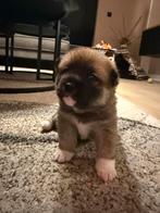 Mooie shiba inu pups, Overige rassen, 8 tot 15 weken, Meerdere, Meerdere dieren