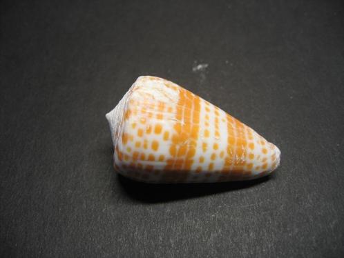 Schelpen: Conus tessulatus  Born,  1778., Verzamelen, Mineralen en Fossielen, Schelp(en), Ophalen of Verzenden
