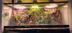 L100h50xb40, Dieren en Toebehoren, Reptielen en Amfibieën, Hagedis, Met terrarium, 0 tot 2 jaar