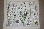 Antieke botanische kleurenlitho - Grassen oa. Haver Trilgras, Antiek en Kunst, Ophalen of Verzenden