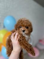 Exclusieve Maltipoo Super mini pup( Mix Azian Toy Poedel), Dieren en Toebehoren, Honden | Chihuahua's en Gezelschapshonden, Particulier