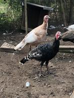 Kalkoenen, Dieren en Toebehoren, Pluimvee, Meerdere dieren, Kalkoen