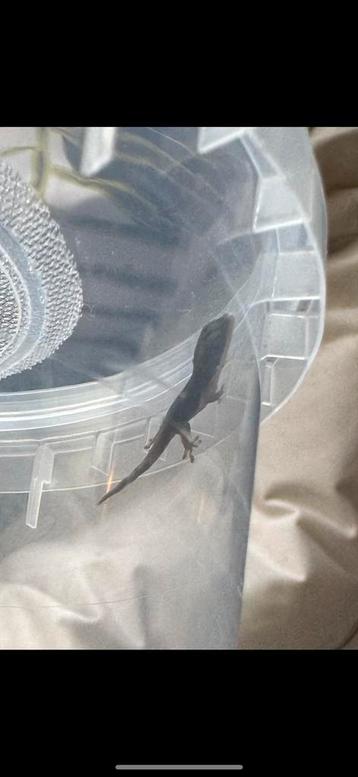 Phelsuma Dorsivittata gekko jong te koop beschikbaar voor biedingen