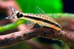 Hobbyaquarium Otocinclus Arnoldi, Vis, Zoetwatervis, Schoolvis