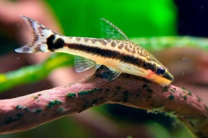 Hobbyaquarium Otocinclus Arnoldi, Dieren en Toebehoren, Vissen | Aquariumvissen, Zoetwatervis, Vis, Schoolvis