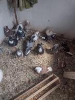 Sierduiven, Dieren en Toebehoren, Vogels | Duiven, Meerdere dieren, Overige soorten