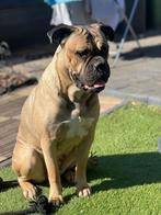 Cane corso pups, Overige rassen, 8 tot 15 weken, Meerdere, Meerdere dieren