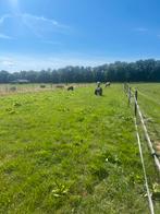 Weidegang Eemnes, Dieren en Toebehoren, Stalling en Weidegang, Weidegang