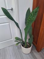 Sansevieria masoniana, Ophalen, Minder dan 100 cm