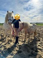 Lieve shetlander & pony zoeken nieuwe plek, Dieren en Toebehoren, Merrie, Niet van toepassing, A pony (tot 1.17m), 7 tot 10 jaar
