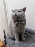 Britse korthaar dekkater lilac + dekkingsgarantie, Dieren en Toebehoren, 3 tot 5 jaar