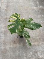 Monstera White Monster ø15, Huis en Inrichting, Kamerplanten, Ophalen of Verzenden, Overige soorten, Minder dan 100 cm